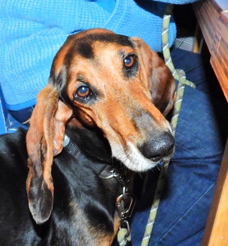 A black and brown dog with brown eyes looking into the camera