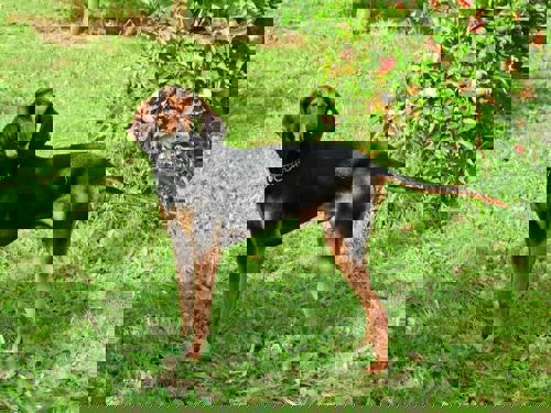 A black and brown dog standing on the grass looking at the camera.