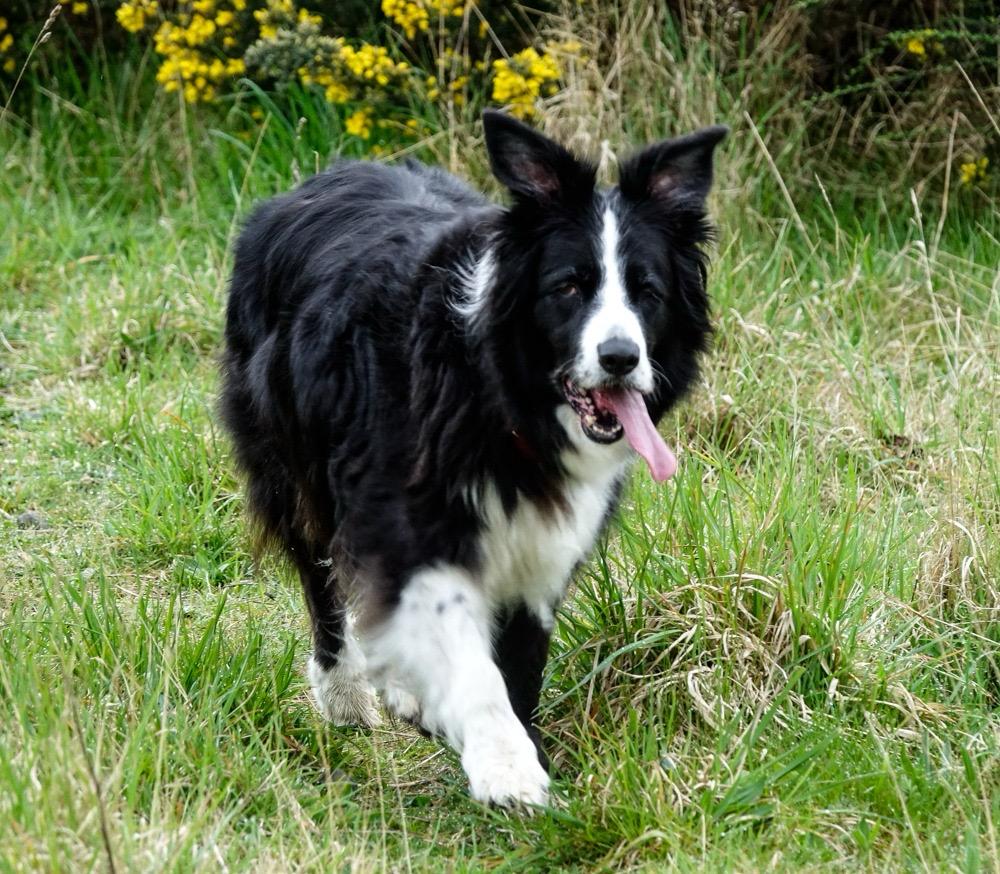 A fluffy black and white border collie is looking at the camera with its tongue out, looking happy while standing on the grass