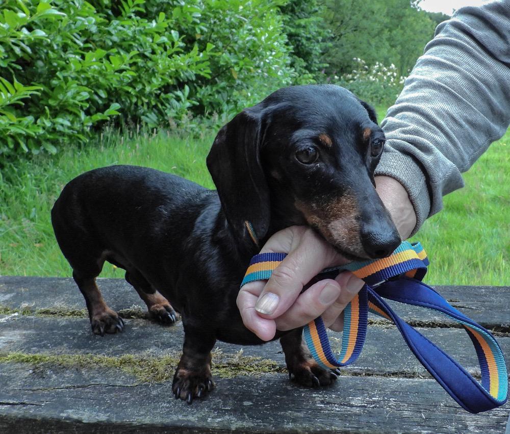 A small black and brown daschund is resting its chin on a persons hand while looking at the camera