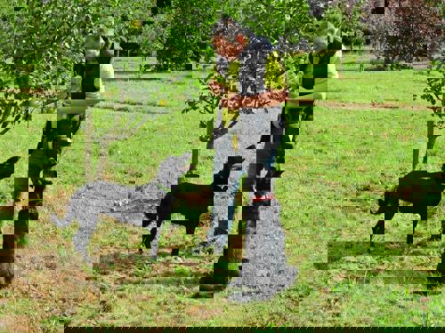 A man standing on grass, holding a tennis ball and looking at one black dog standing in front of him. To his left is another black dog sitting looking up at him.