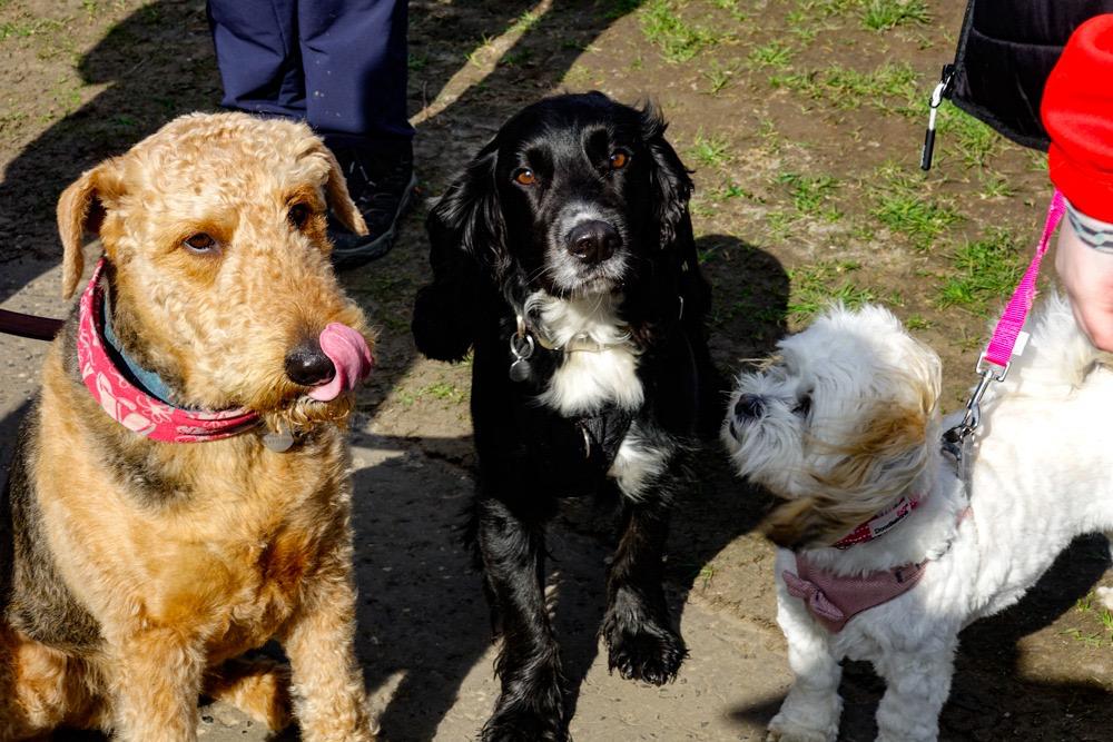 Three dogs sitting. On the left is a light brown dog with its tongue out wearing a pink collar. In the middle is a black Spaniel looking at the camera. On the right is a small white dog looking at the spaniel.